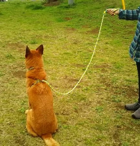 少し長めのリード